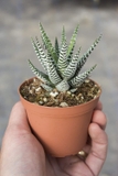 Móng Rồng [Haworthia Zebra Plant]