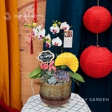 Tiểu Hồ điệp Trắng [Chậu Hỏa biến]