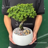 Linh sam hoa tím [Chậu D18]