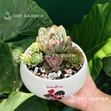 Sen đá mix [Chậu DL14]