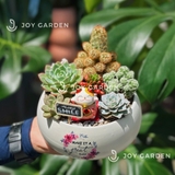 Tiểu cảnh sen đá 