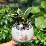 Lưỡi hổ Mèo [Chậu D14]