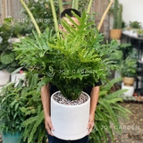 Trầu bà thanh xuân [Chậu T28]