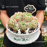 Sen đá Hải Ly [Chậu Dáng nhật]