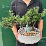 Tùng vạn niên Dáng Hoành [Chậu DN26]