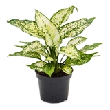 Ngọc Ngân [Aglaonema First Diamond in Nursery Pot]