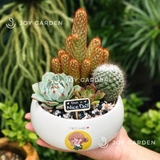 Tiểu cảnh sen đá Amazing