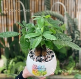 Kim ngân 3 củ [Chậu D14]