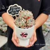 Sen đá Bánh Bao [Chậu Ly nơ]