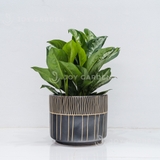 Chậu Trụ Kẻ Đen M [Black Striped Pot] (D26H22)