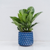 Chậu Kim Cương L [Vintage Planter] (D32H32)