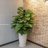 Trầu Bà Cột Chậu Ly 30x60cm [Pothos w Tall Planter]