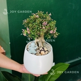 Hồng Ngọc Mai bonsai [Chậu L16]