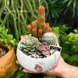 Tiểu cảnh sen đá Amazing