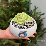 Sen đá Hoa hồng xanh [Chậu DL14]