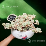 Sen đá Sỏi Cam [Chậu DL20]