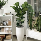 Bàng Sing [Chậu ly trắng]