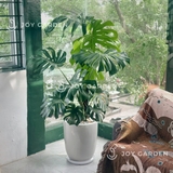 Monstera (size 140) [Chậu ly trắng]
