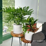 Set Vạn Phúc Vạn Lộc