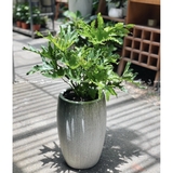 Trầu bà thanh xuân Chậu xám [Philodendron Selloum w Grey Planter]