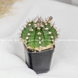 XR Gymno nhỏ [Small Gymno Cactus in Nursery Pot]