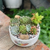 Tiểu cảnh sen đá [Chậu TL20]