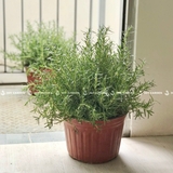 Hương thảo Lớn [Large Rosemary in Nursery Pot]