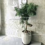 Tùng bồng lai [Chậu xám lớn]