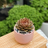 Sen đá Black Queen [Chậu Chân Tăm]