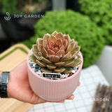 Sen đá Black Queen [Chậu Chân Tăm]