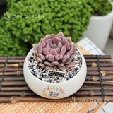 Sen đá Ngọc Trai Tím [Chậu DL14]