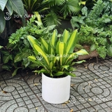 Phát Tài sọc vàng [Chậu T28]