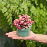 Lá may mắn [Chậu mini nhiều màu]