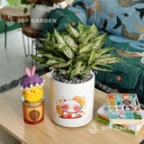Ngọc ngân lớn [Chậu T22]
