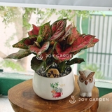 Vạn lộc Chiêu Tài [Chậu D18]