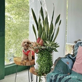 Set lọc không khí [Chậu phích]
