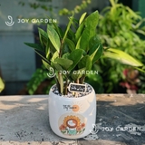 Kim tiền mini [Chậu C12]