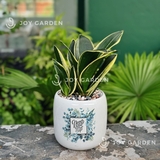 Lưỡi hổ Thái Mini [Chậu C12]