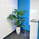 Monstera (size 140) [Chậu ly trắng]