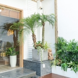 Chậu Ximang Vuông [Square Concrete Planter] (D50H50)
