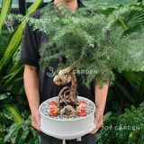 Tùng Bồng Lai [size trung]
