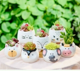 Chậu Thú Mini [Animal Succulent Planters]