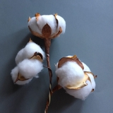Hoa Bông Gòn [Cotton Flower]