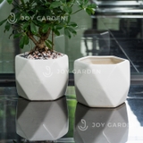 Chậu Đa Giác (D15H15)