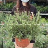 Hương thảo Lớn [Large Rosemary in Nursery Pot]