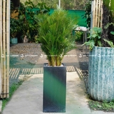 Cau Đài Loan Chậu Ximang Trụ Vuông 30x30x60 [Areca palm w Cement Planter]