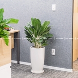 Bạch Mã Hoàng tử Chậu Ly Trắng [Aglaonema White Stem w Tall Planter]