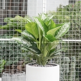 Vạn phúc Chậu Ly Trắng [Aglaonema Diamond Bay w Tall Planter]