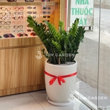 Kim tiền Đại [Chậu ly trắng]
