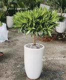 Trúc Bách Hợp Chậu Ly Trắng [Song of India w Tall Planter]